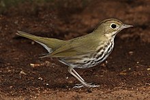 Ovenbird Cuba (recortado) .jpg