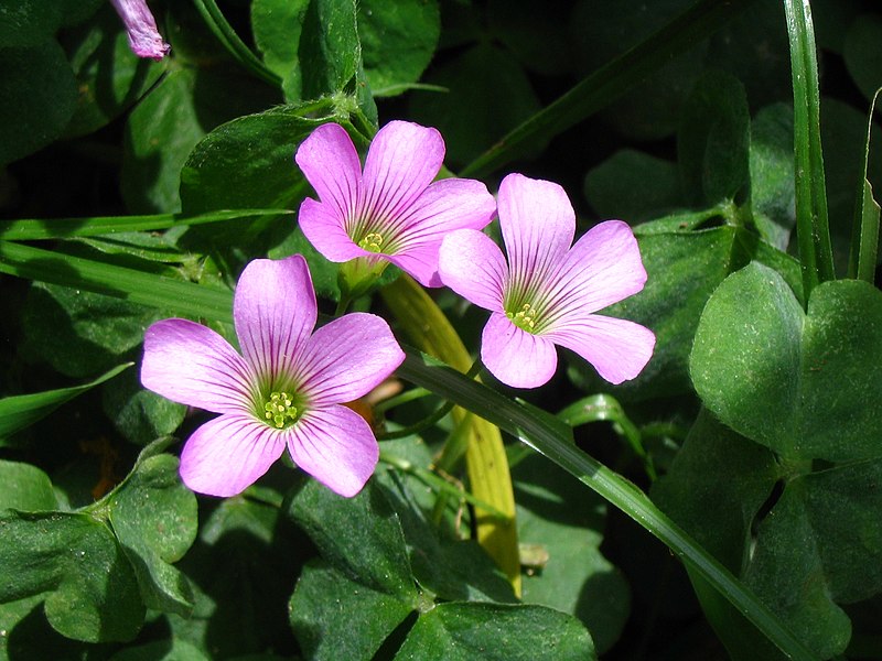 File:Oxalis corymbosa 2.jpg