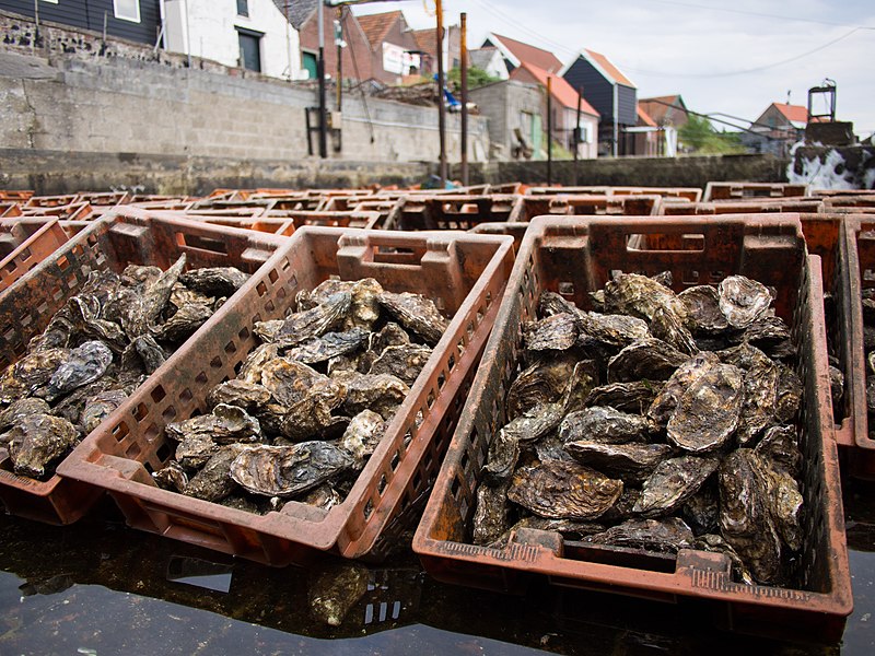Oysters from the Oosterschelde.  From The Cuisine of the Southern Netherlands: A Tour