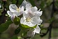 English: Malus domestica blossom Deutsch: Kronprinz Rudolf-Blüte