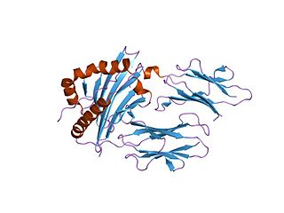 <span class="mw-page-title-main">Group II pyridoxal-dependent decarboxylases</span> Class of enzymes