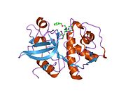 1ms6: Dipeptide Nitrile Inhibitor Bound to Cathepsin S.