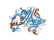 1rne: Kristalna struktura samog rekombinantnog glikozilisanog ljudskog renina i u kompleksu sa analog inhibitora tranzicionog stanja