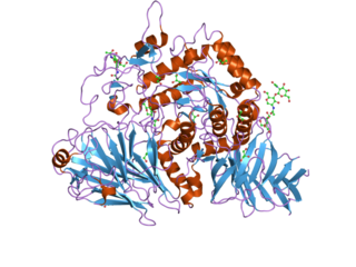 <span class="mw-page-title-main">Maltase-glucoamylase</span> Enzyme