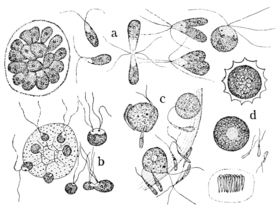PSM V62 D309 Gametes and gametangia of the volvocaceae.png