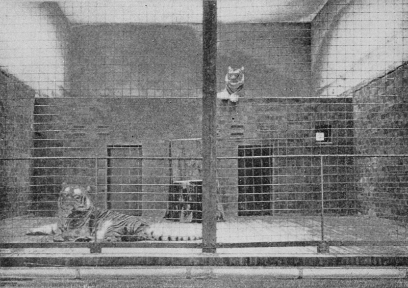 File:PSM V62 D484 Caged bengal tigers.png