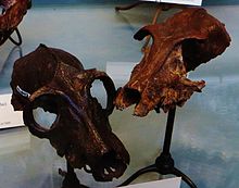 Two P. insignis skulls, Musee d'Histoire Naturelle, Paris Pachylemur insignis 7.JPG