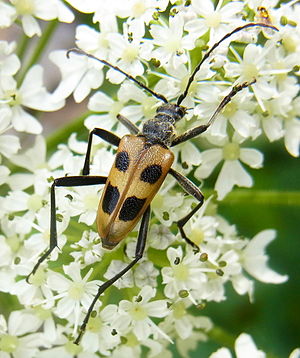 Pachyta Quadrimaculata