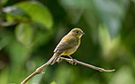 Thumbnail for File:Painted Bunting Female Cuba 2018-12-07.jpg