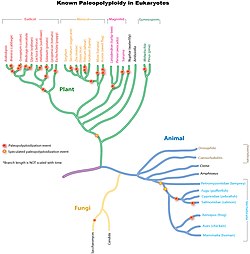 Polyploïdie