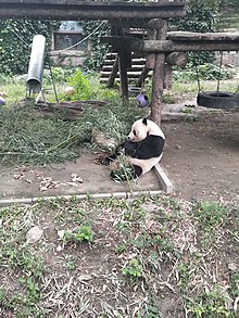 Panda Gugu.jpg