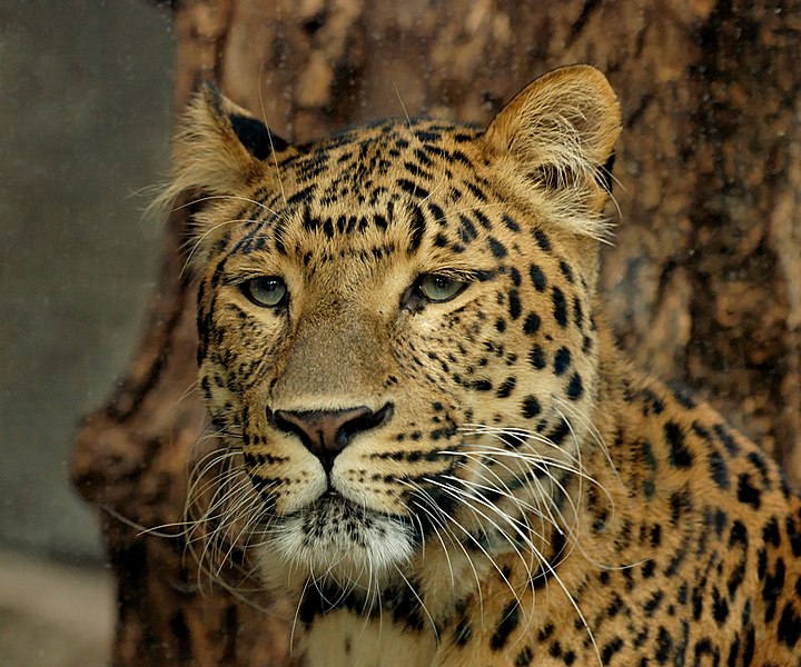 File:Panthera pardus japonensis JdP.jpg