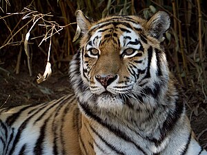 Sibirischer Tiger Gisa († März 2013) Lumix G3, 100-300/4-5,6 ISO 800, f/5,6, 1/640s