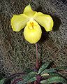 Paphiopedilum armeniacum (subgen. Parvisepalum)