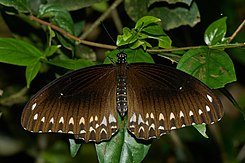 Papilio dravidarum-Kadavoor-2016-07-30-001.jpg
