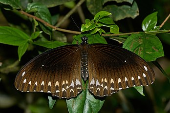 Papilio dravidarum, uma espécie de borboleta da família dos papilionídios endêmica da cordilheira dos Gates Ocidentais na Índia. (definição 5 560 × 3 707)
