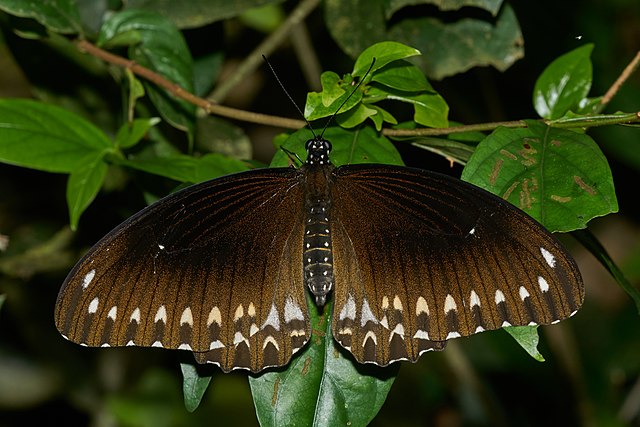 Настоящий парусник Papilio dravidarum