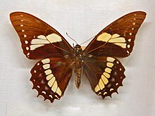 Папилиониды - Papilio menatius lenaeus.JPG