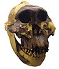 Paranthropus boisei IMG 2933-white.jpg