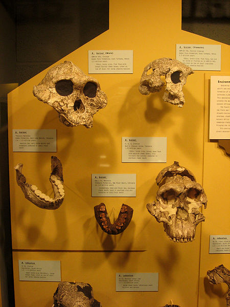 Various P. boisei specimens