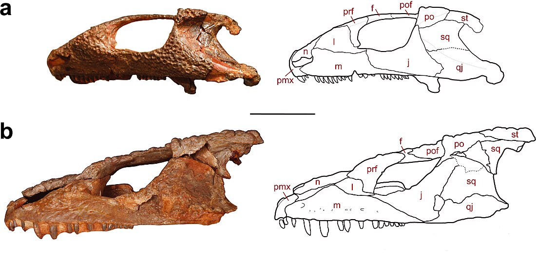 Nycteroleteridae