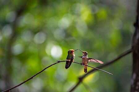 Colibríes sobre una rama en el parque nacional del Manu. Por Uriel caballero quispitupa Licencia: CC-BY-SA-4.0