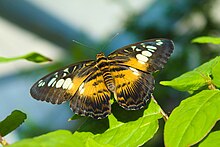 An adult Parthenos sylvia butterfly ParthenosSylviaButterfly.jpg