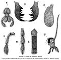 Parts of Oriental Roach. (click through for further description)