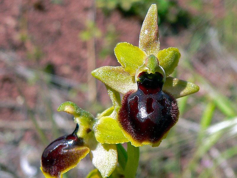 File:Passion Orchid (Ophrys passionis) (8338460292).jpg