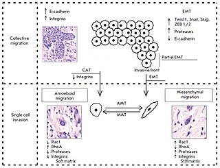 <span class="mw-page-title-main">Collective–amoeboid transition</span>