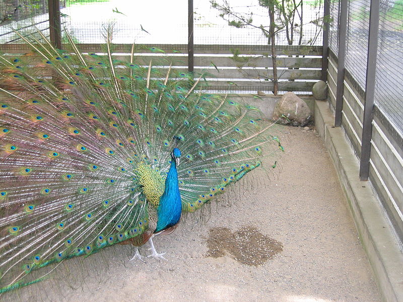 File:Pavo cristatus Heinola.jpg