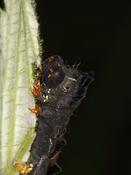 File:Peach Blossom's caterpillar - feeding (7286651868).jpg