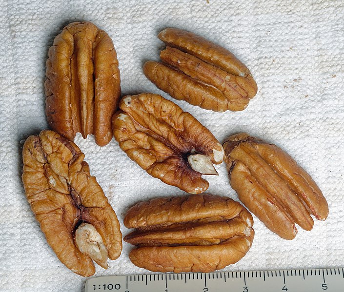 File:Pecan halves with centimeter scale.jpg