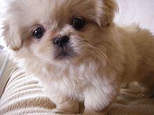 miniature pekingese puppies for sale
