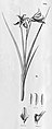 Galeandra paraguayensis plate 112, fig. II in: Alfred Cogniaux: Flora Brasiliensis vol. 3 pt. 6 (1904-1906) (Detail)