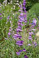 Penstemon glaber