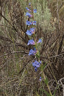 Penstemon speciosus 0080.JPG