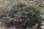 Miniatura para Periploca angustifolia