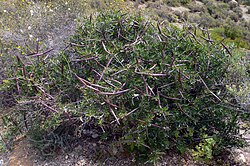 Periploca angustifolia2.jpg