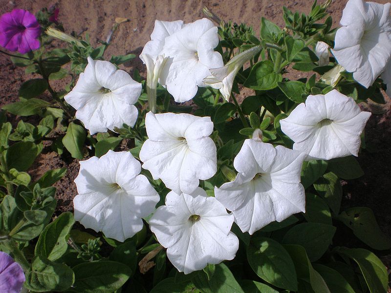 File:Petunia001.JPG