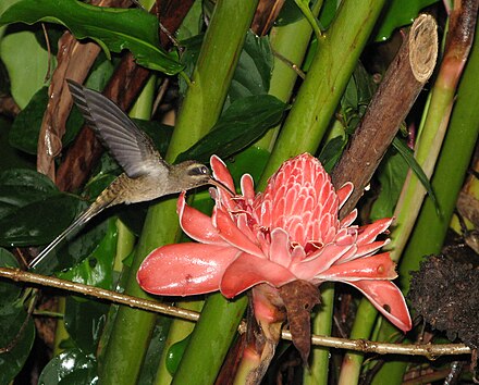 В чем заключается цветение в жизни растения. Колибри отшельник. Орнитофилия. Орнитофилия растение. Zhenyuanopterus longirostris.