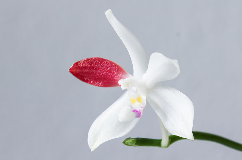 File:Phalaenopsis tetraspis C1 (19229436116).jpg