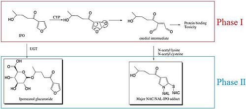 Schematic illustrating bioactivation versus inactivation routes for 4-IPO after either P450- or uridine 5'-diphospho-glucuronosyltransferase-mediated metabolism Phase I and II.jpg