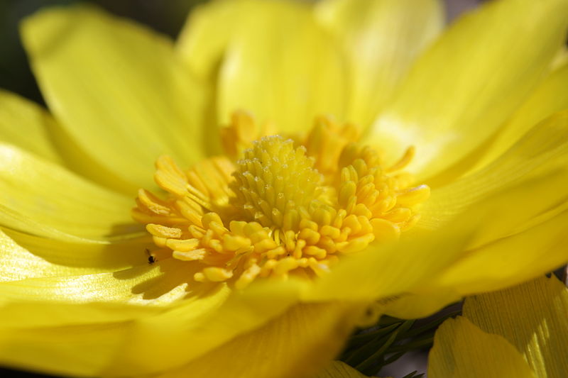 File:Pheasant's Eye - Adonis vernalis (16375648124).jpg