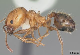 <i>Pheidole dentata</i> Species of ant