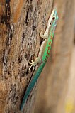 Phelsuma modesta 02.JPG