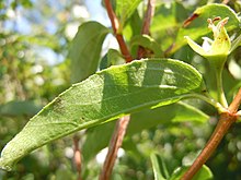 Leaves and stems. Philadelphus lewisii (5192713240).jpg