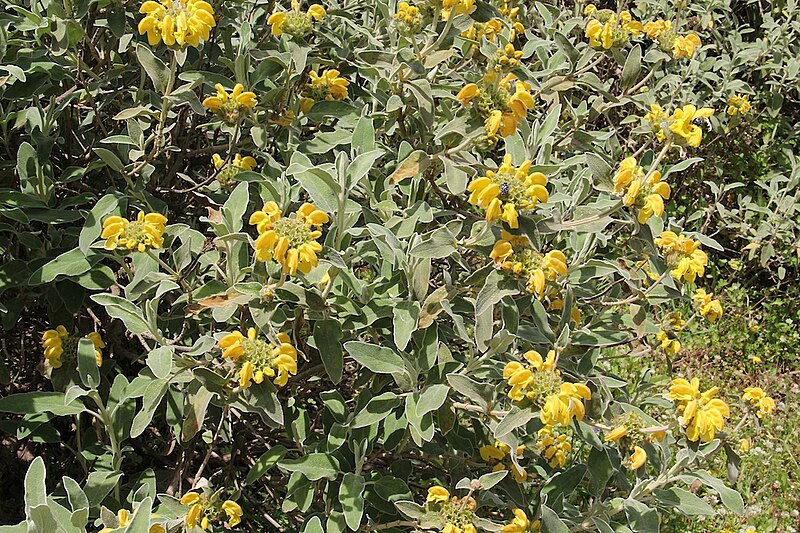 File:Phlomis fruticosa pm1.jpg