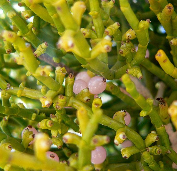 File:Phoradendron juniperinum 4.jpg