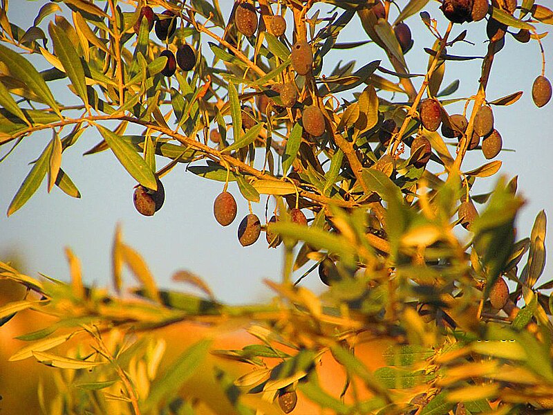 File:PikiWiki Israel 16197 Olive branch.jpg